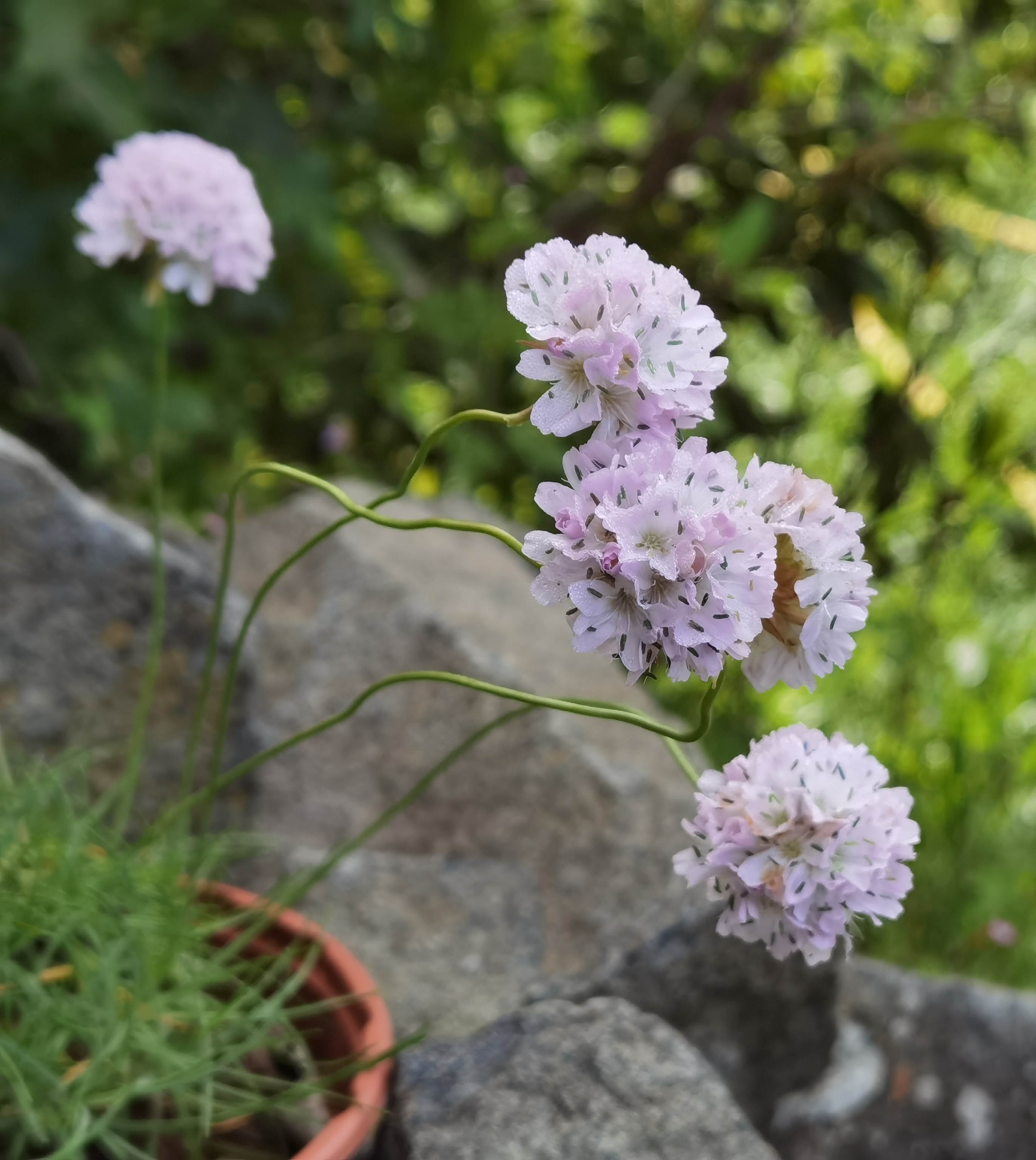 Armeria alpina 2